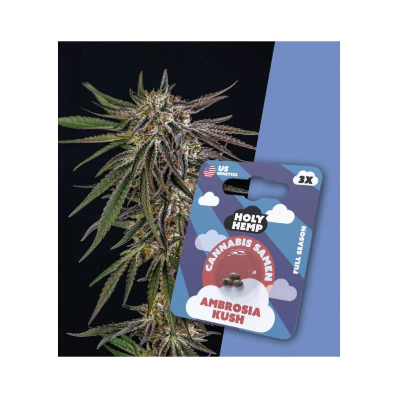 Holy Hemp Full Season Samen Ambrosia Kush – 3 Stück