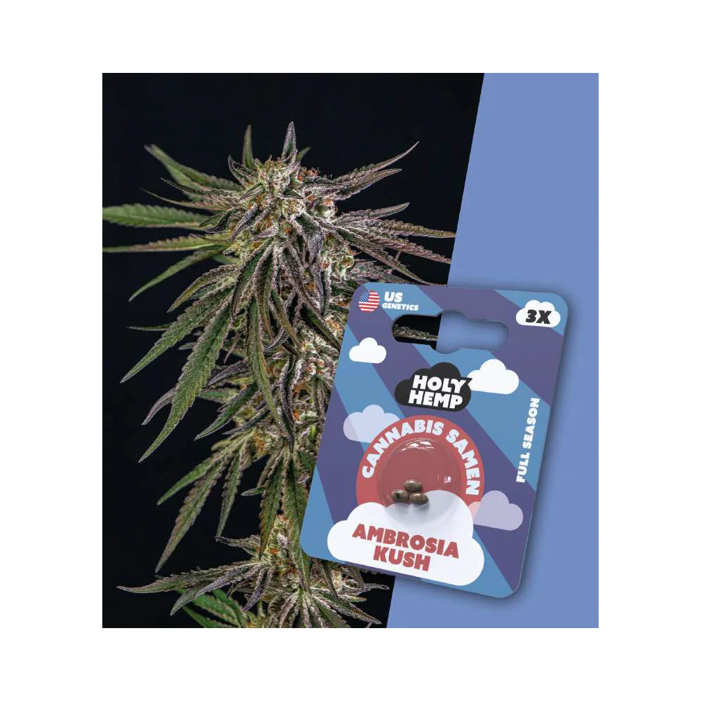 Holy Hemp Full Season Samen Ambrosia Kush – 3 Stück
