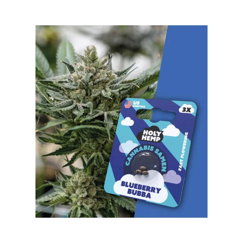 Holy Hemp Fast Flowering Samen Blueberry Bubba – 3 Stück