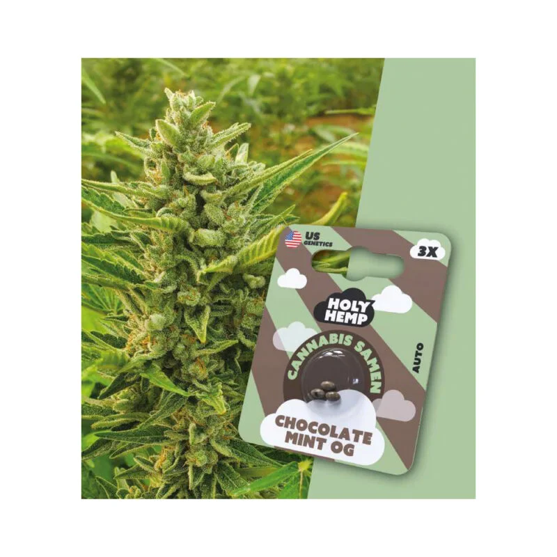 Holy Hemp Autoflowering Samen Chocolate Mint OG – 3 Stück
