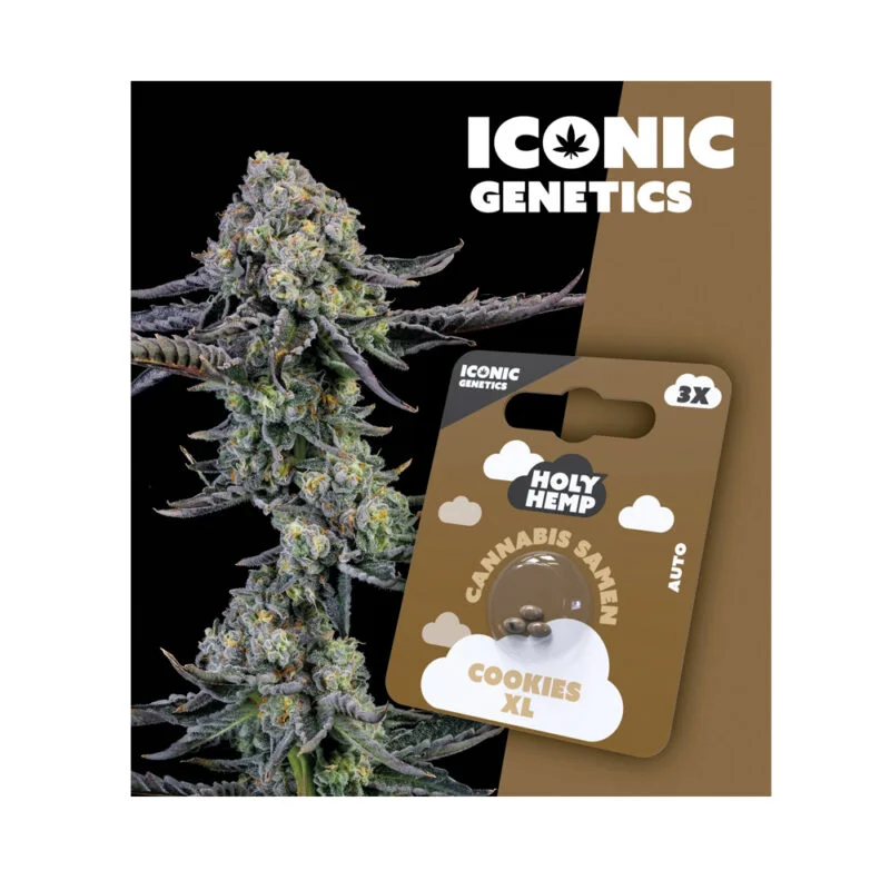Iconic Seeds Autoflowering Samen Cookies XL – 3 Stück
