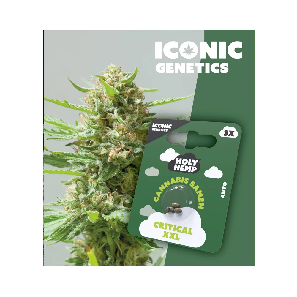 Iconic Seeds Autoflowering Samen Critical XXL – 3 Stück