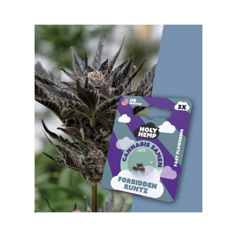 Holy Hemp Fast Flowering Samen Forbidden Runtz – 3 Stück