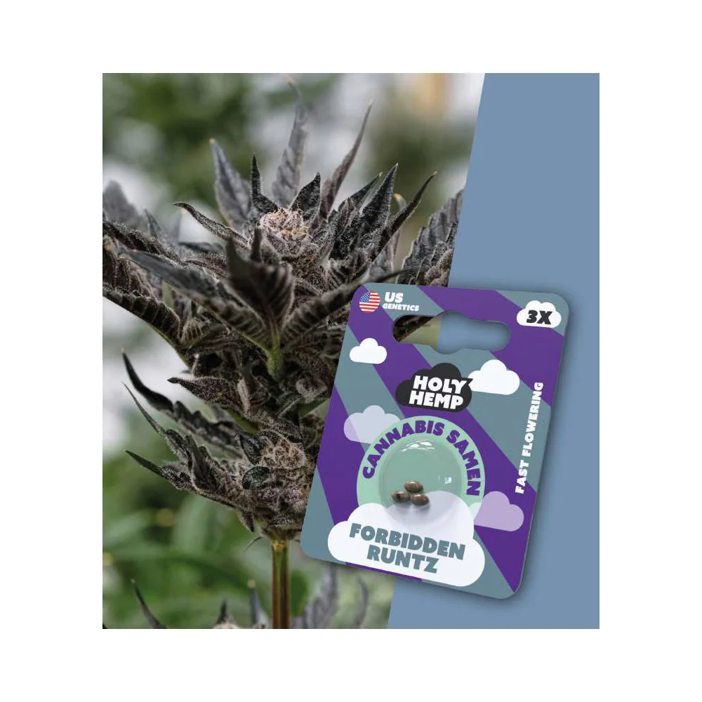 Holy Hemp Fast Flowering Samen Forbidden Runtz – 3 Stück