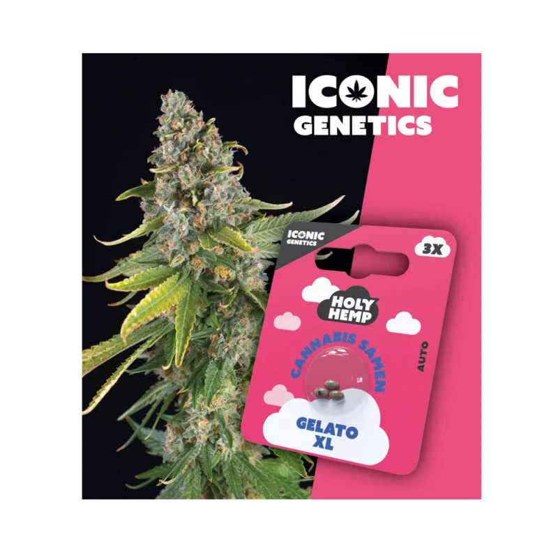 Iconic Seeds Autoflowering Samen Gelato XL – 3 Stück