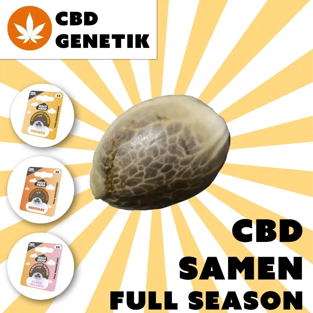 Holy Hemp CBD Samen Goliath – feminisiert