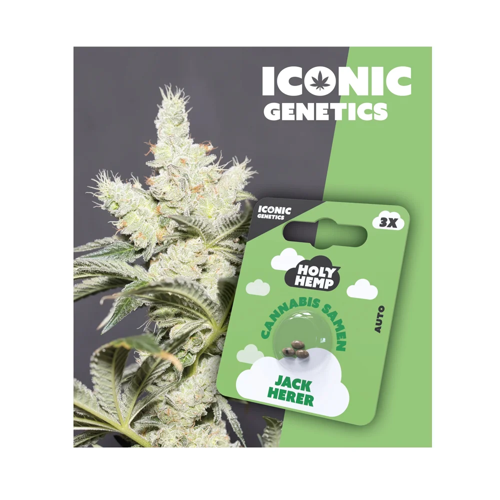 Iconic Seeds Autoflowering Samen Jack Herer – 3 Stück