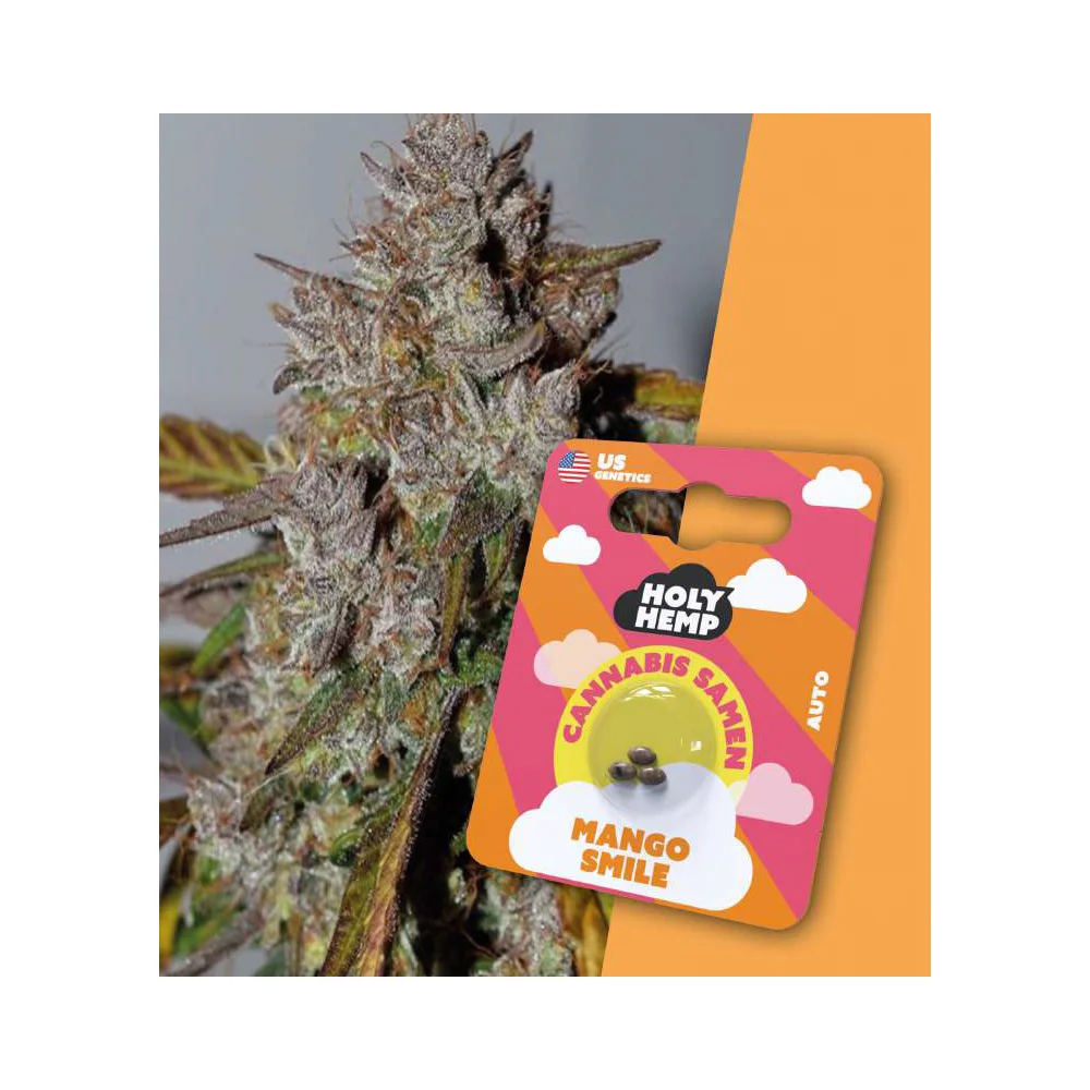 Holy Hemp Autoflowering Samen Mango Smile – 3 Stück