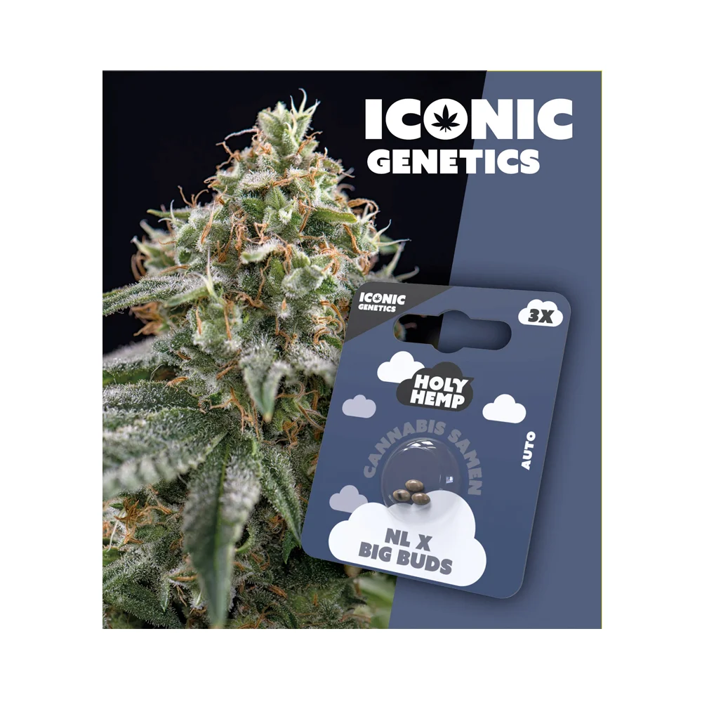 Iconic Seeds Autoflowering Samen NL x Big Buds – 3 Stück
