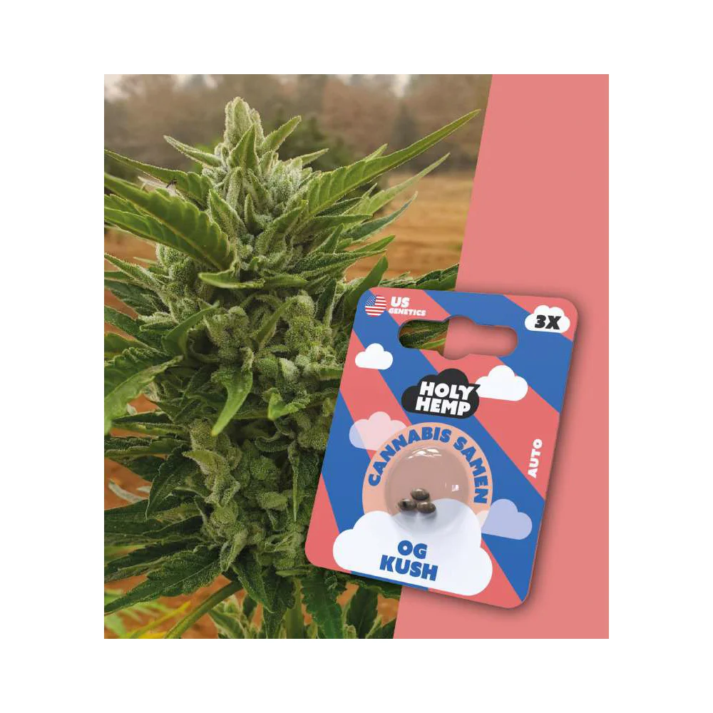 Holy Hemp Autoflowering Samen OG Kush – 3 Stück