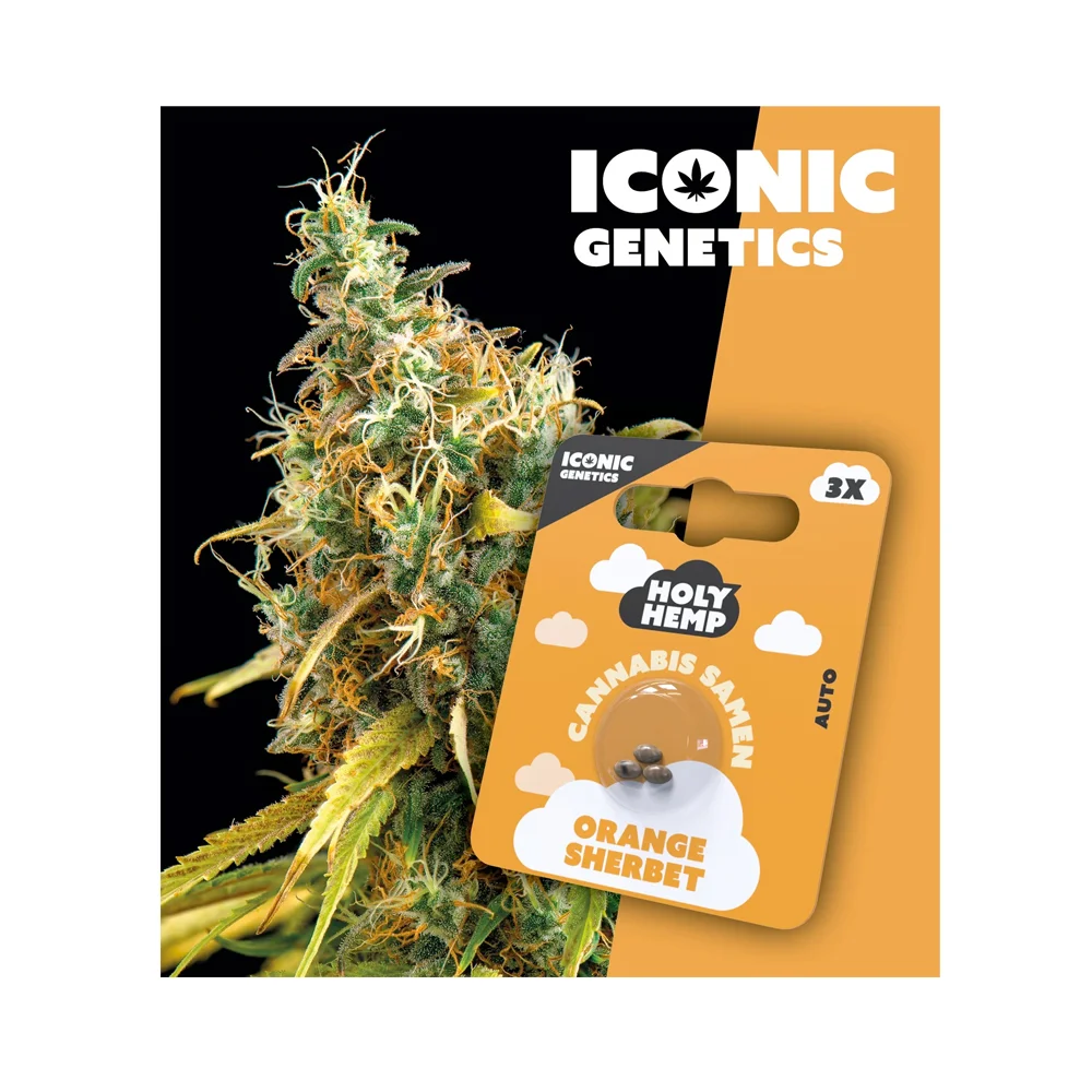 Iconic Seeds Autoflowering Samen Orange Sherbet – 3 Stück