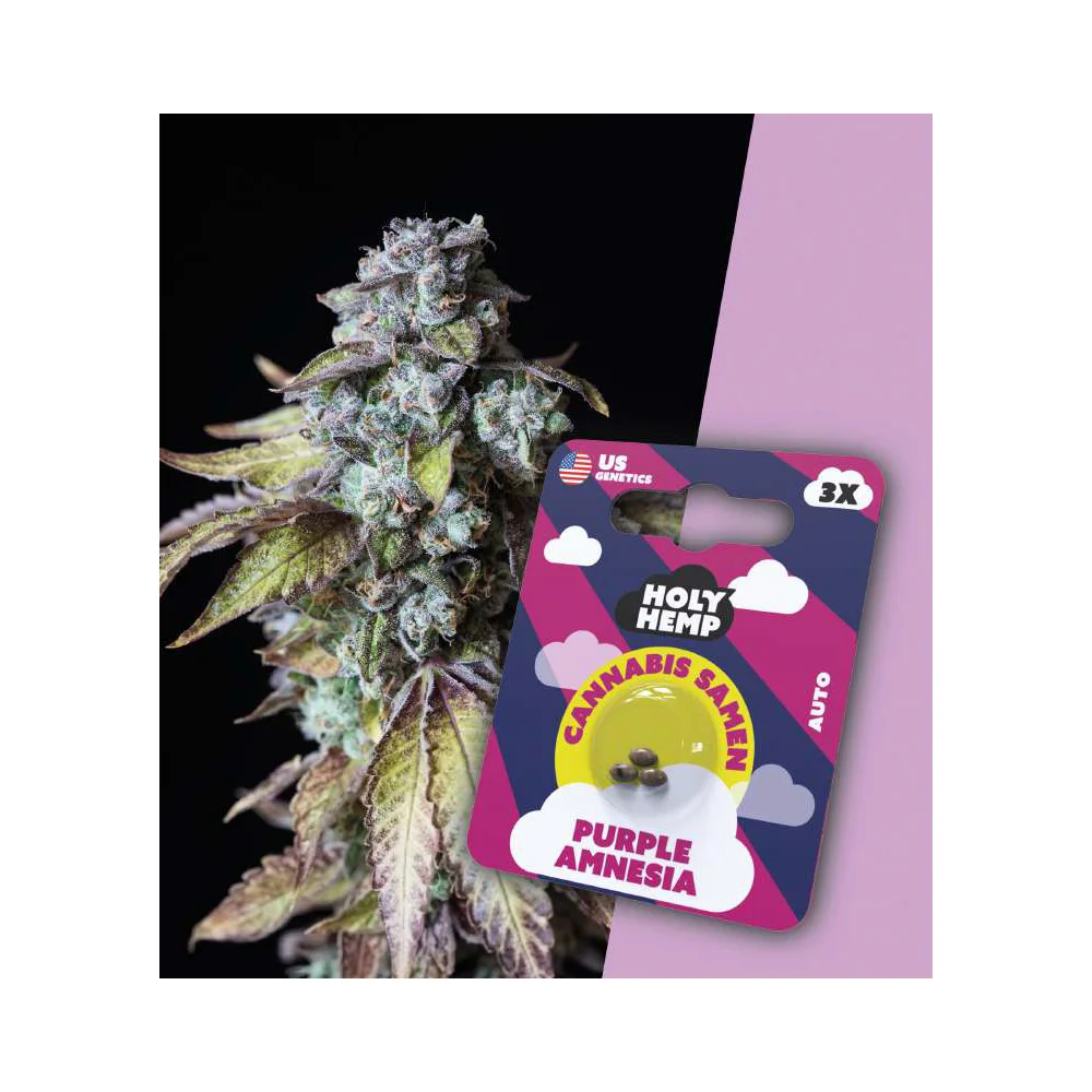 Holy Hemp Autoflowering Samen Purple Amnesia – 3 Stück