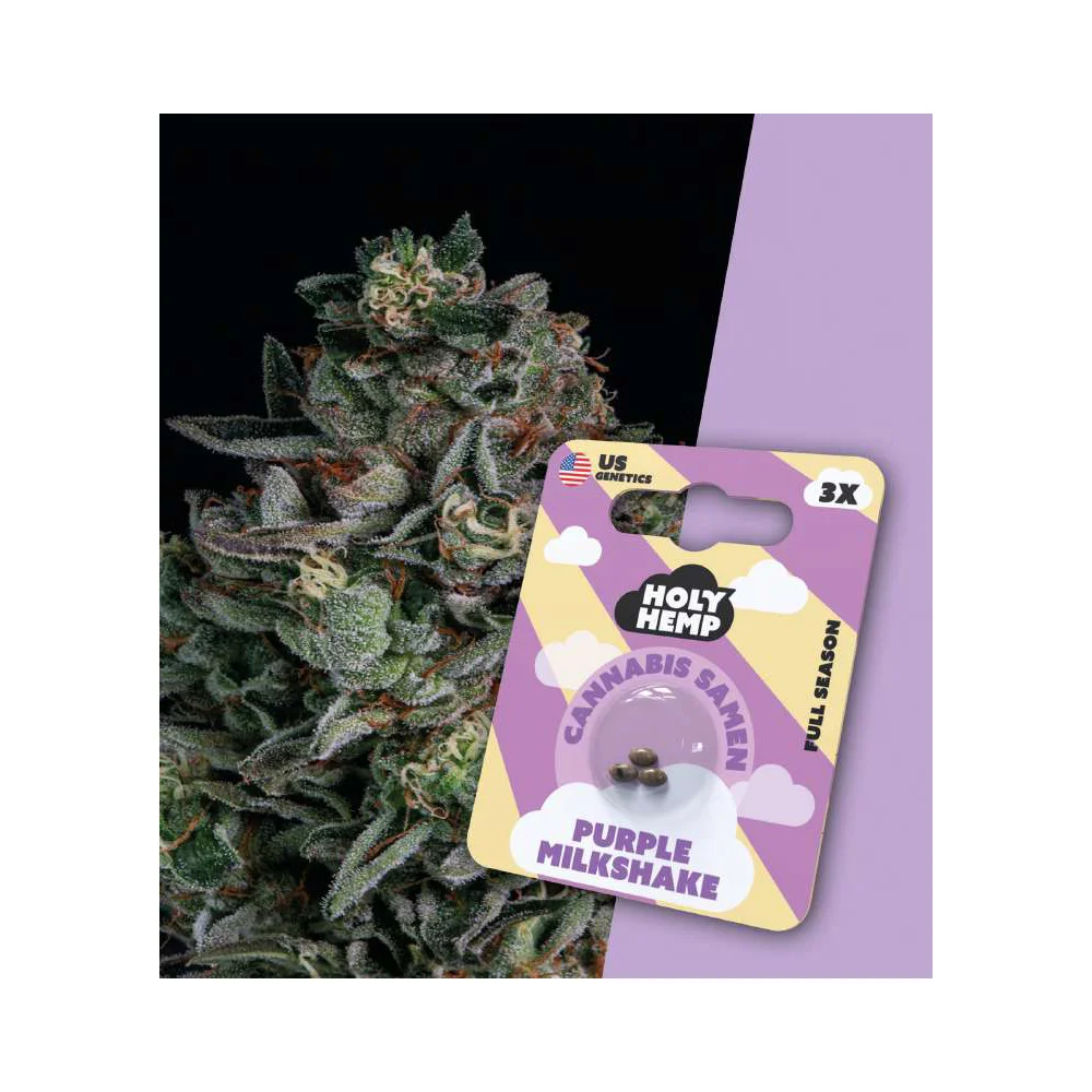 Holy Hemp Full Season Samen Purple Milkshake – 3 Stück