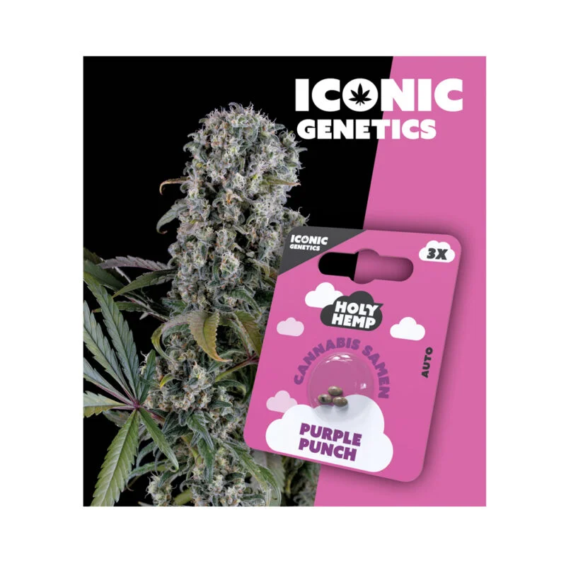 Iconic Seeds Autoflowering Samen Purple Punch – 3 Stück