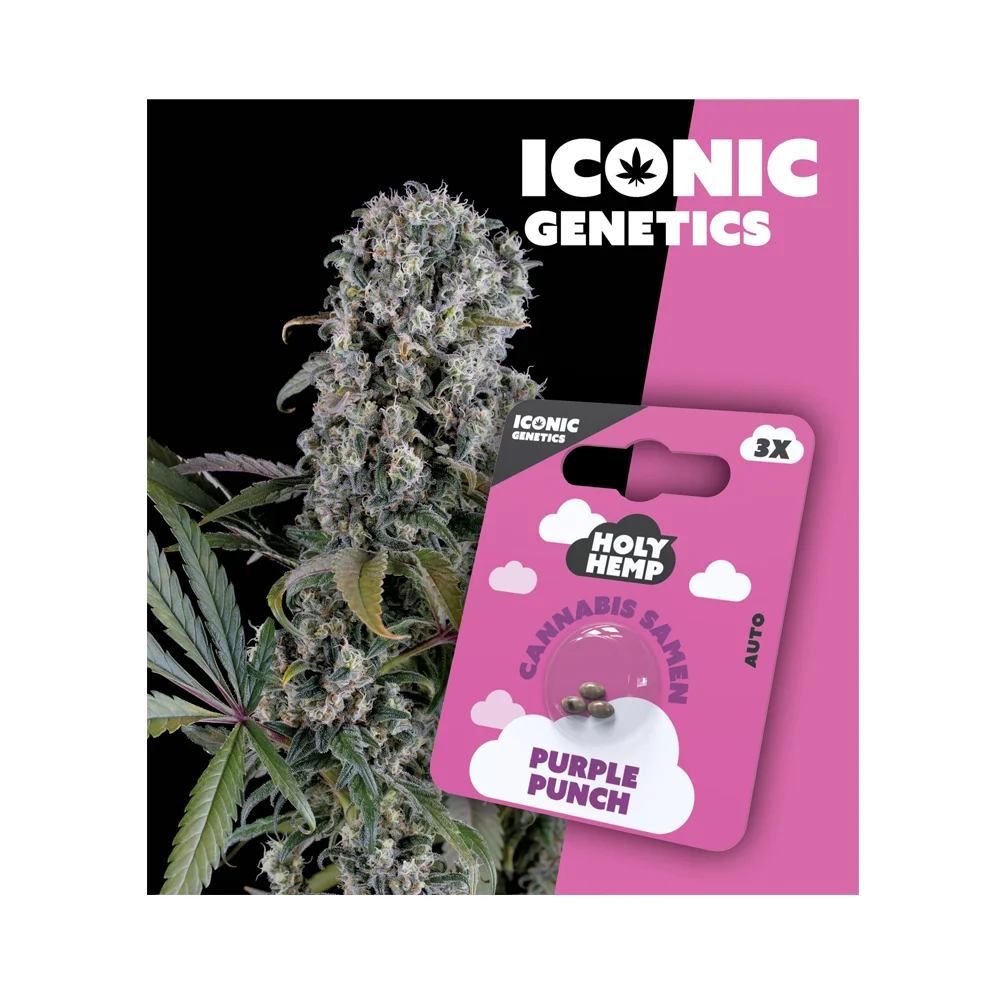 Iconic Seeds Autoflowering Samen Purple Punch – 3 Stück