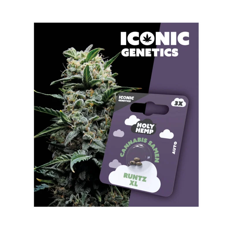 Iconic Seeds Autoflowering Samen Runtz XL – 3 Stück