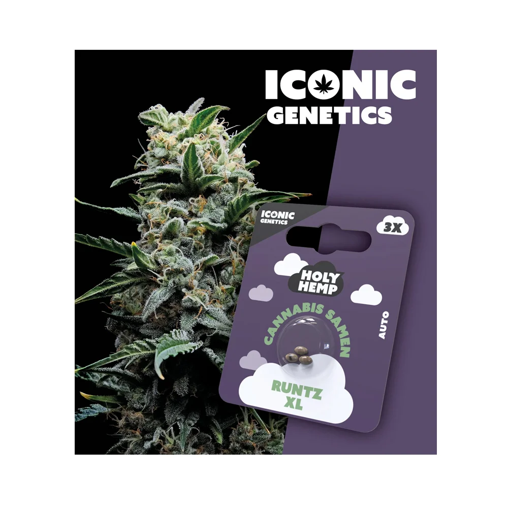 Iconic Seeds Autoflowering Samen Runtz XL – 3 Stück