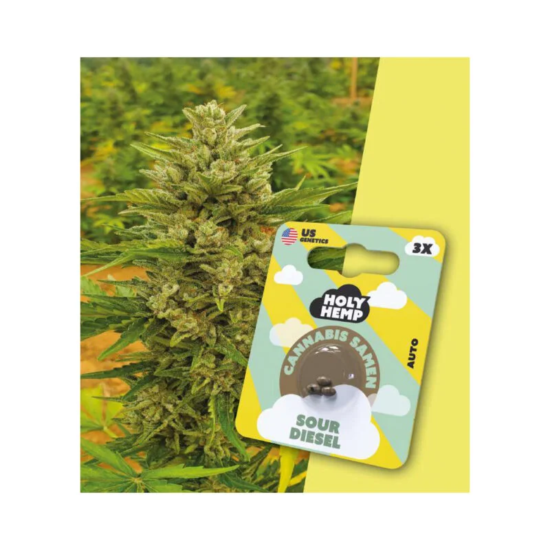 Holy Hemp Autoflowering Samen Sour Diesel – 3 Stück