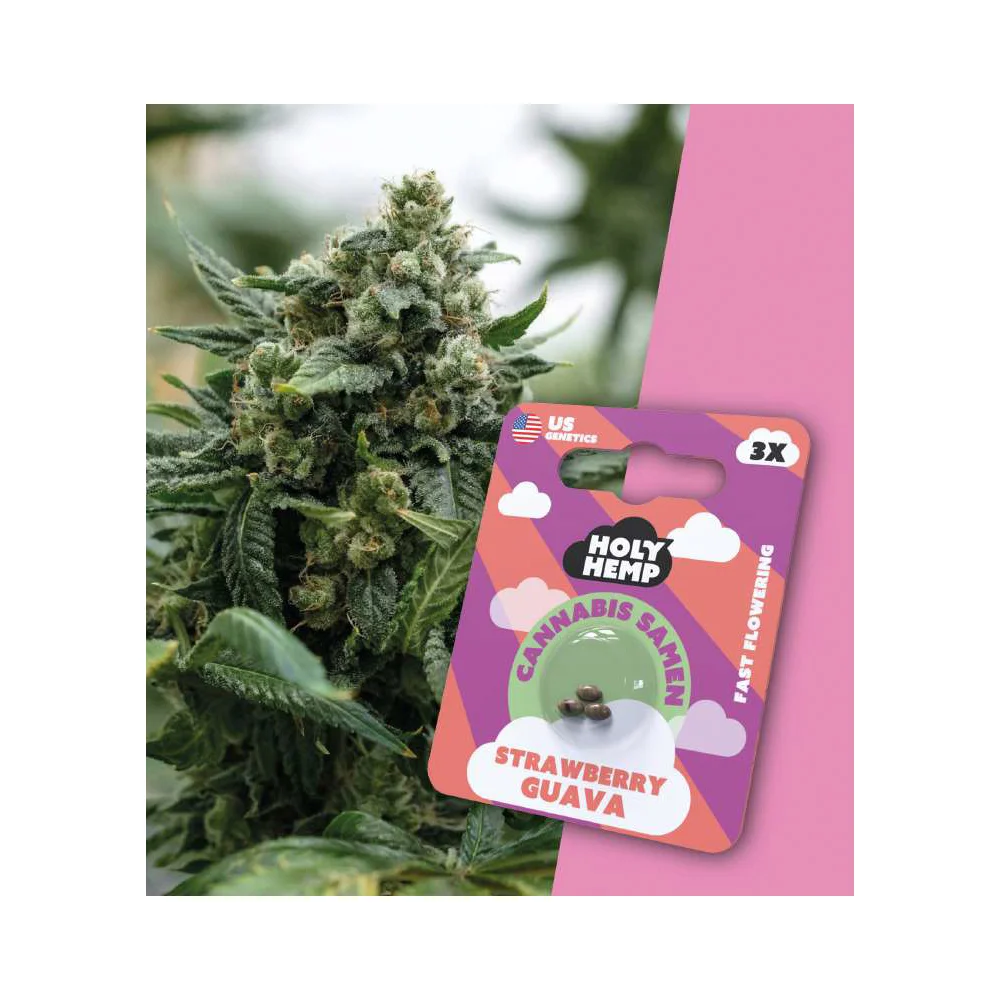Holy Hemp Fast Flowering Samen Strawberry Guava – 3 Stück