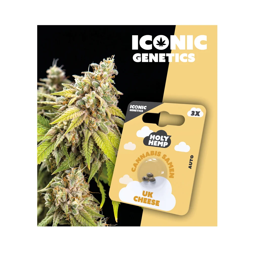 Iconic Seeds Autoflowering Samen UK Cheese – 3 Stück