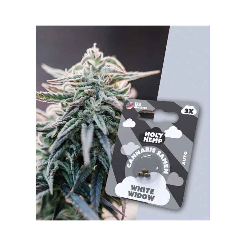 Holy Hemp Autoflowering Samen White Widow – 3 Stück