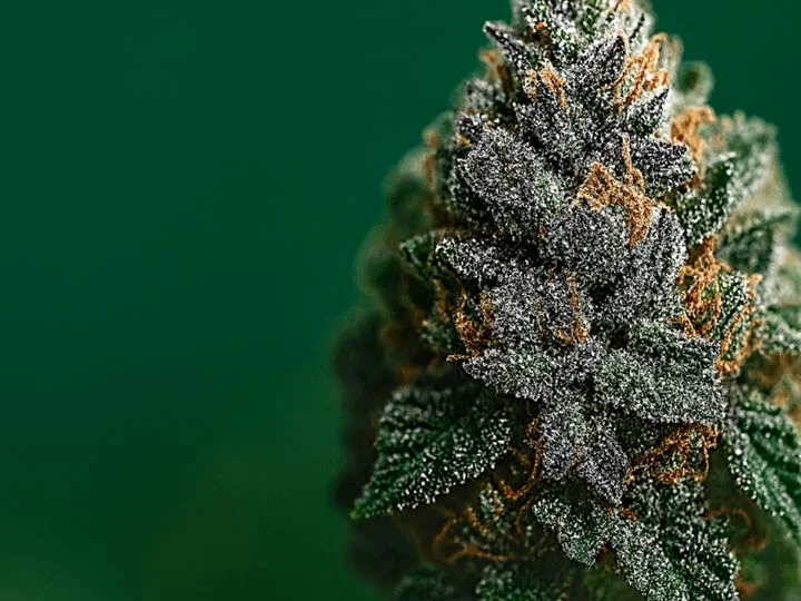 THCA Cannabisblüte in Nahaufnahme vor grünem Hintergrund