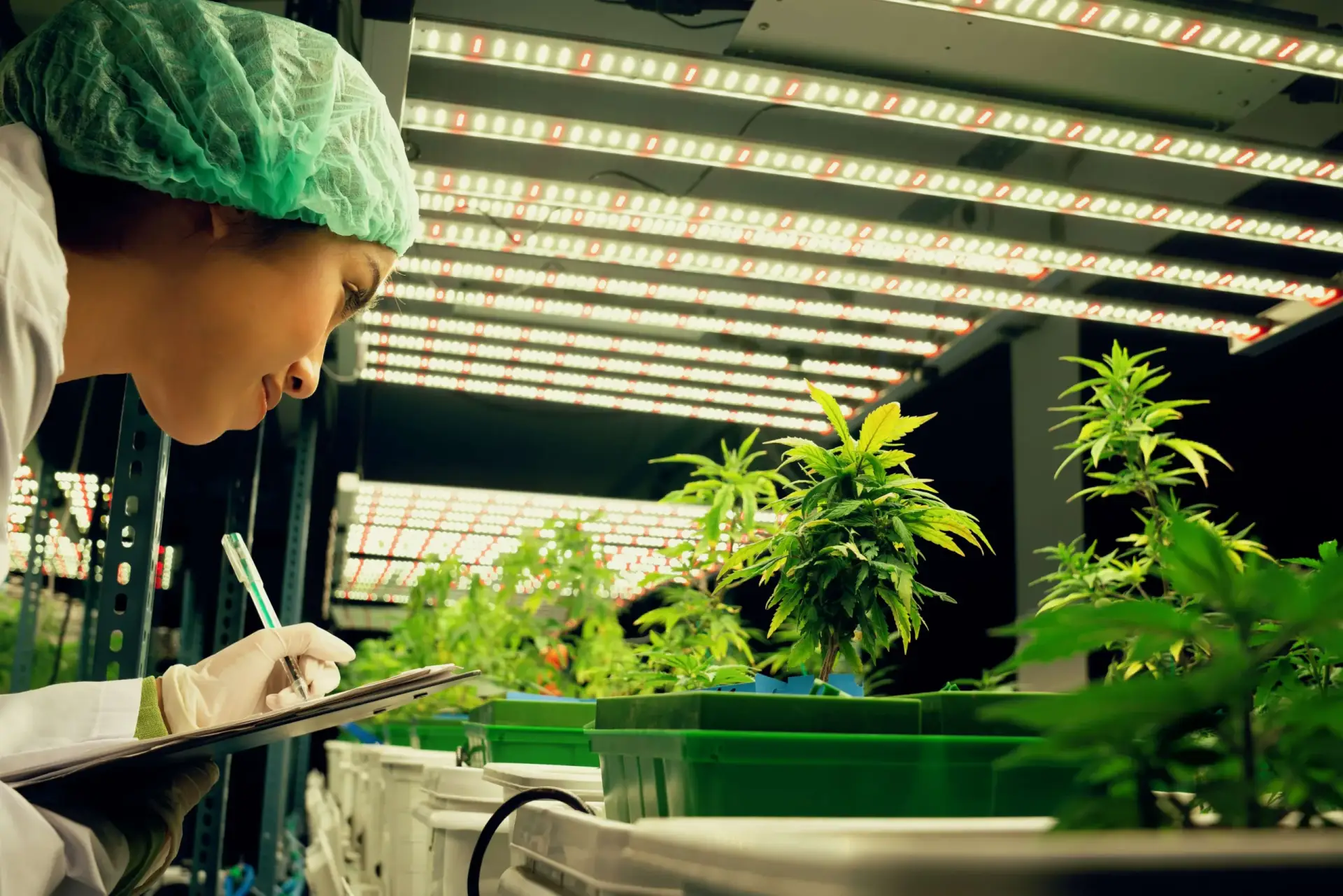 weibliche-wissenschaftlerin-forschungsaufzeichnungsdaten-aus-befriedigendem-cannabis-pflanzentopf