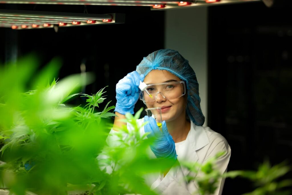 Wissenschaftler-auf-Cannabis-Farm-mit-extrahiertem-Hexahydrocannabinol-Öl