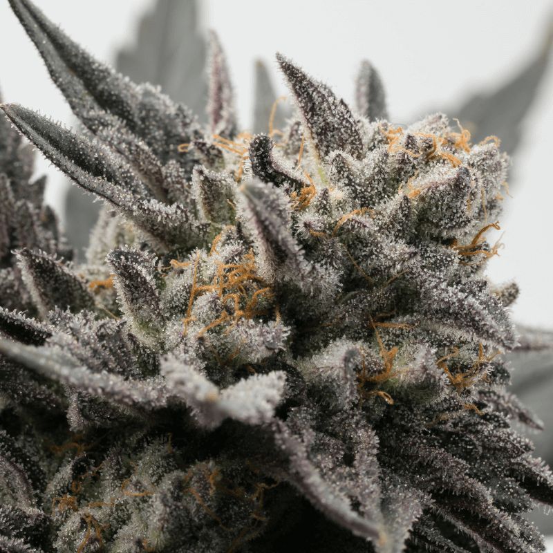 Purple 14% – White Edition CBD Blüten