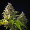 Strawberry cbd blüten indoor züchtung
