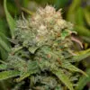 White Widow CBD Blüten züchtung(1)