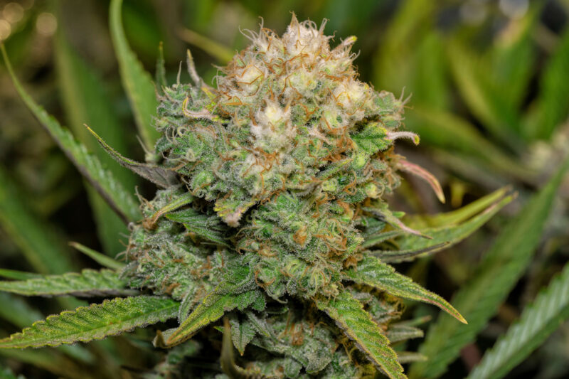 White Widow CBD Blüten züchtung(1)