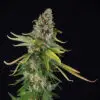 Zkittlez CBD Blüten züchtung
