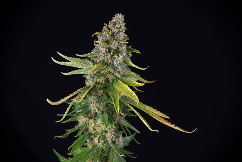 Zkittlez CBD Blüten züchtung