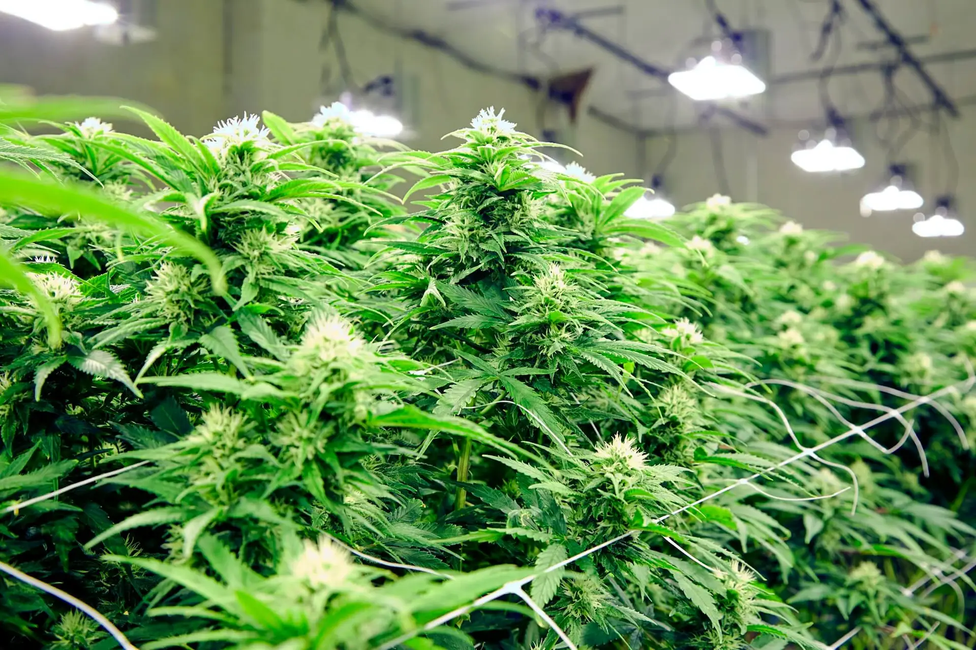 Cannabispflanzen wachsen im Gewächshaus