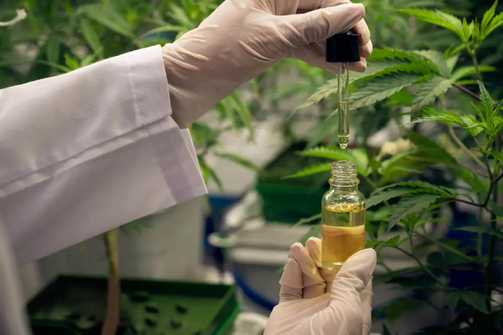 erfreuliche-cannabispflanze-in-einer-indoor-farm-und-wissenschaftler-der-cbd-oel-inspiziert (1)