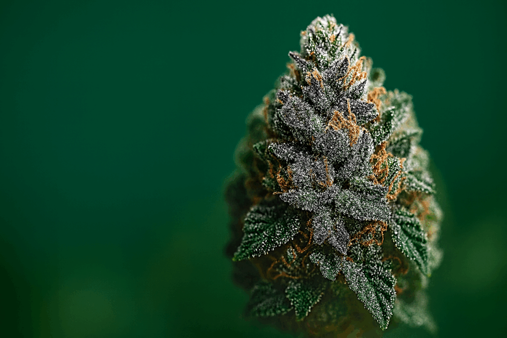 THCA Cannabisblüte in Nahaufnahme vor grünem Hintergrund