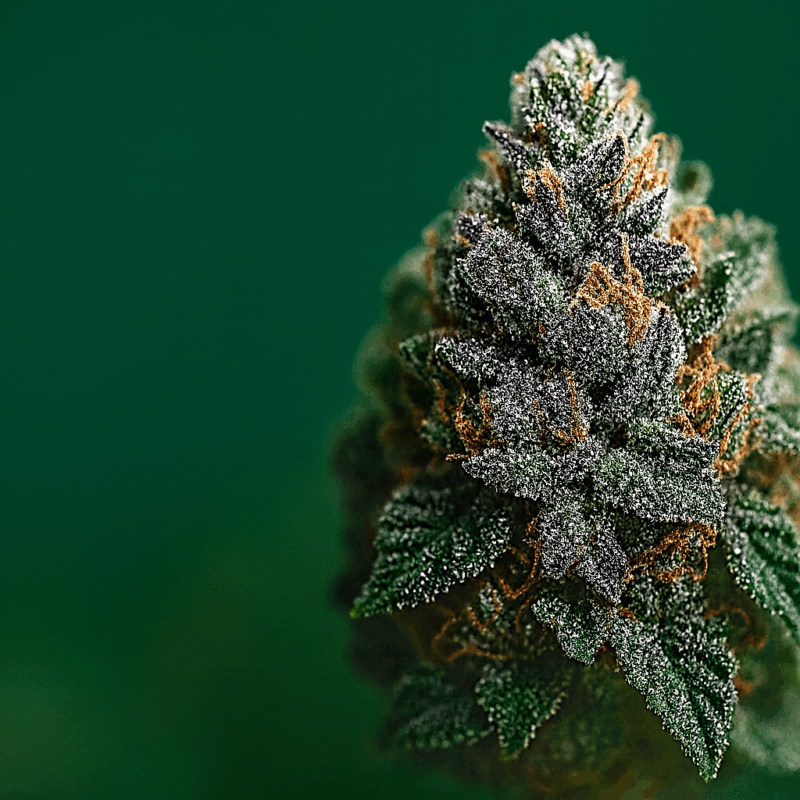 THCA Cannabisblüte in Nahaufnahme vor grünem Hintergrund
