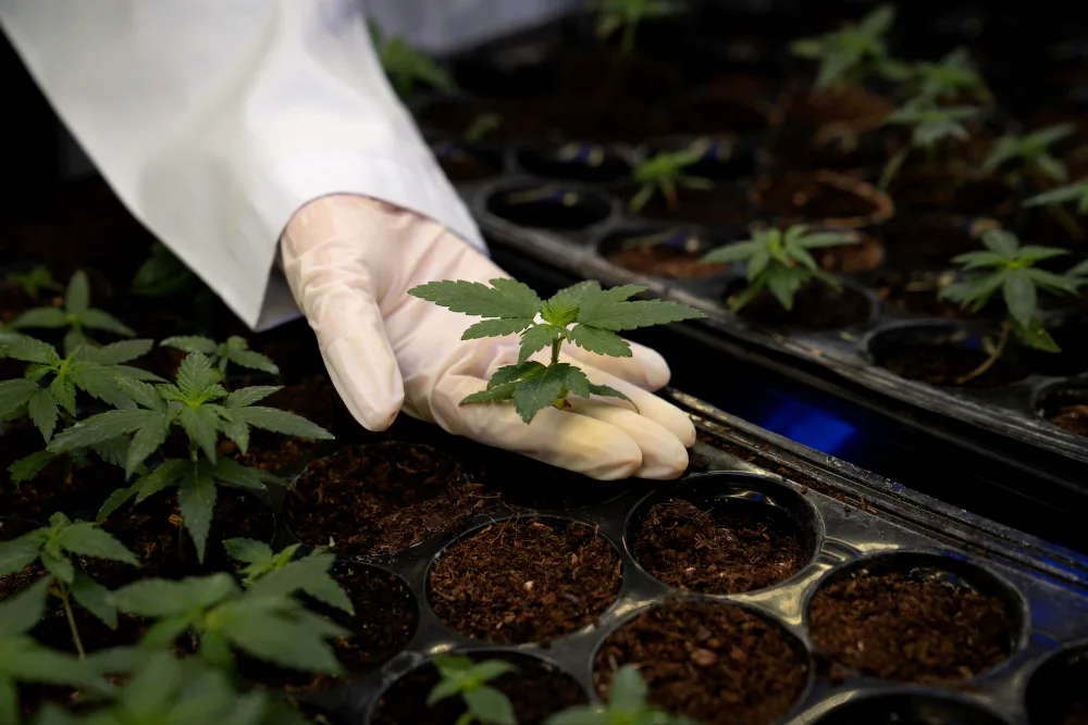 Cannabis-Stecklinge kaufen – worauf du achten solltest