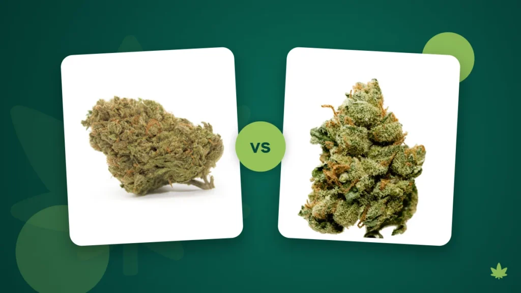 Indica-Sorte Gorilla und Sativa-Sorte Super Lemon Haze im Vergleich