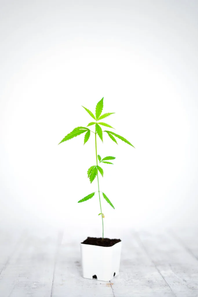 Junger Cannabis-Steckling in einem kleinen Topf