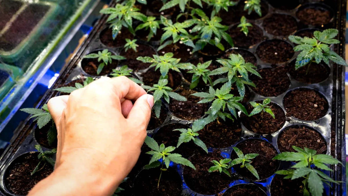 Cannabis-Steckling wird in Erde eingepflanzt
