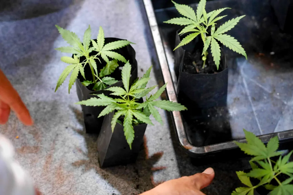Verschiedene Cannabis-Stecklinge zur Auswahl