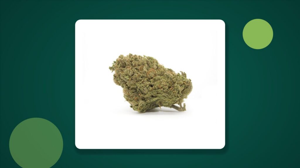 Gorilla THCA Blüte als Beispiel für sorgfältig getrimmte Ware